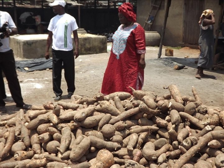 Filière manioc/ Amélioration des revenus des acteurs: Vers un financement de l’attiéké